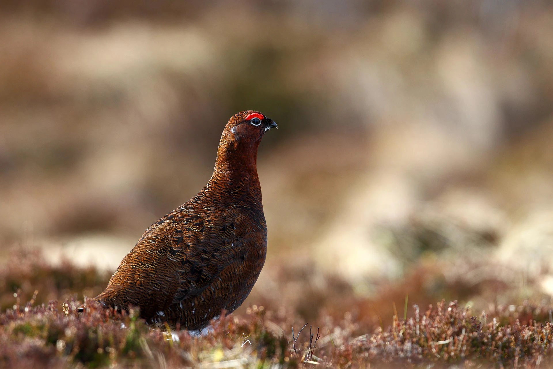 Red grouse