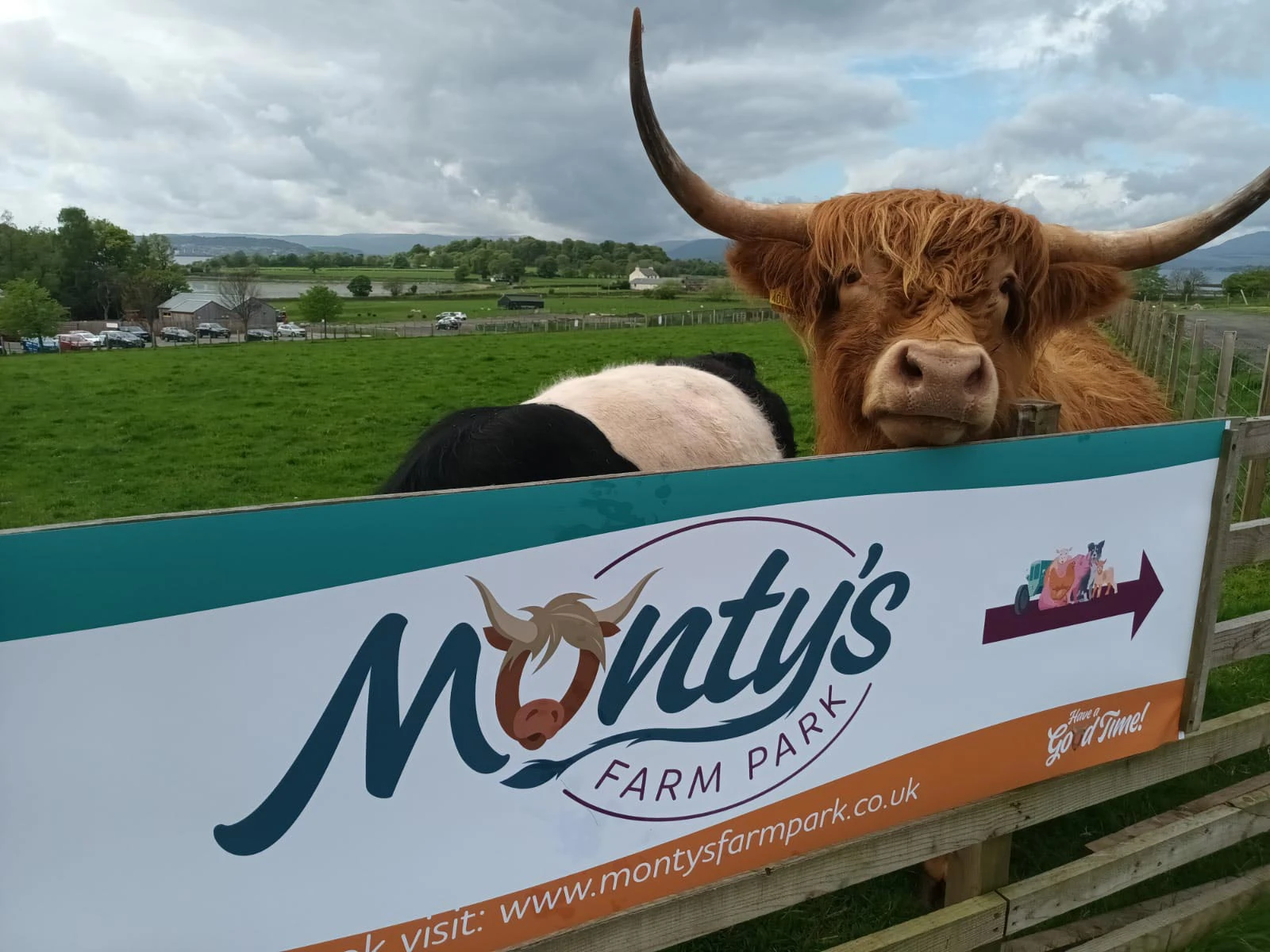 Highland cow at Monty's farm park Dumbarton