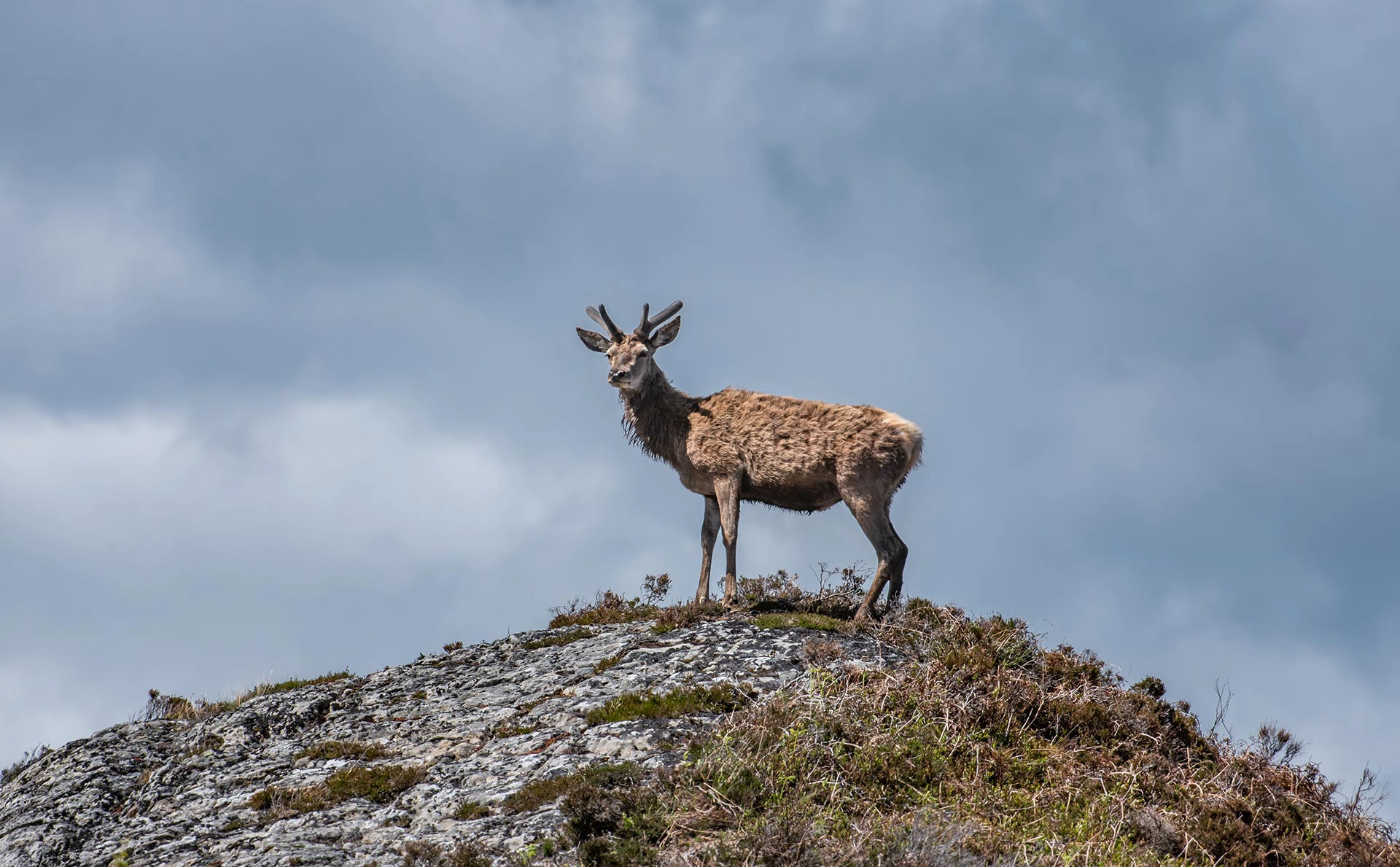 Deer on top of hill near Spean Bridge