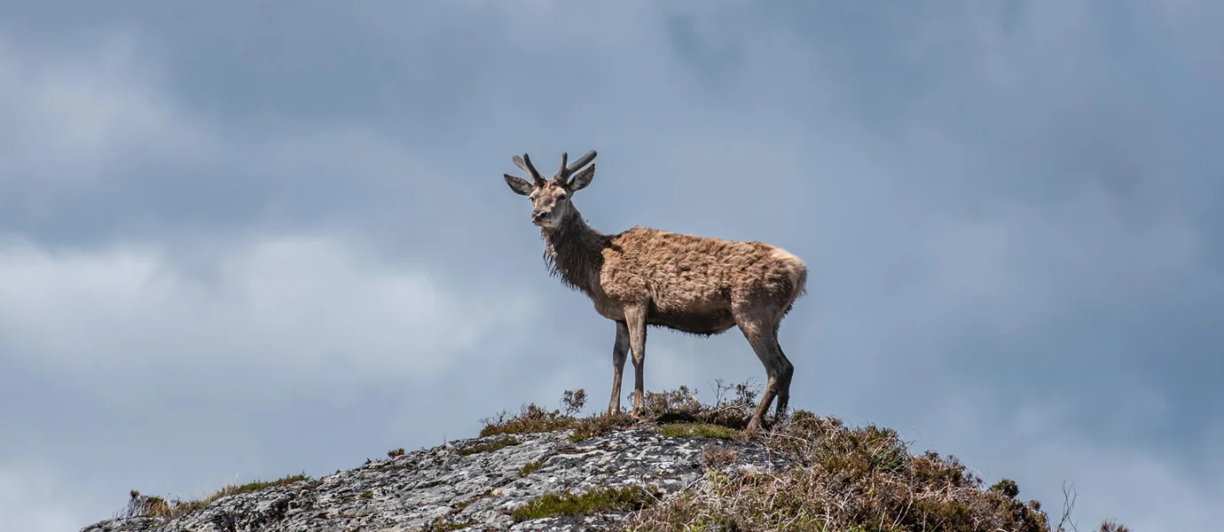Deer on top of hill near Spean Bridge