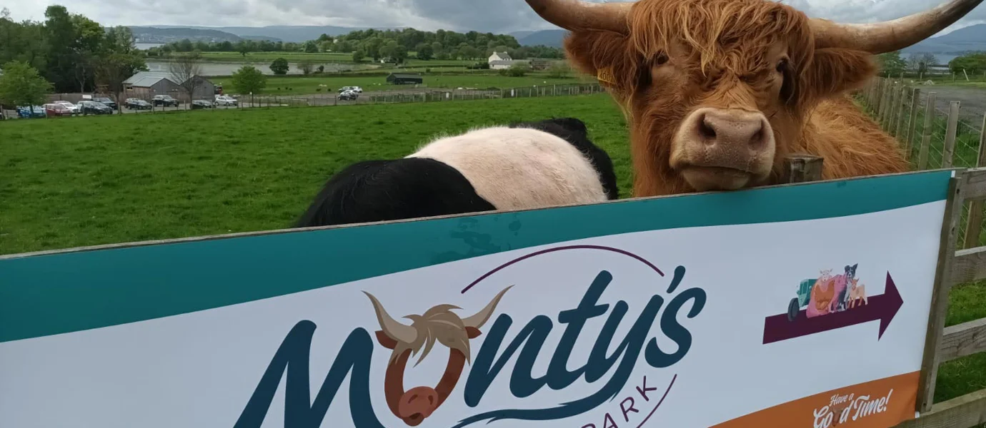Highland cow at Monty's farm park Dumbarton
